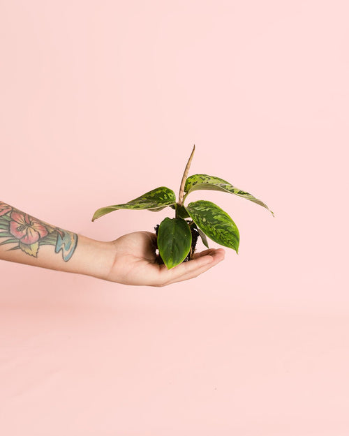 Homalomena Camuflaje Mini - Pur Plant