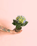 Hortênsia Azul Mini