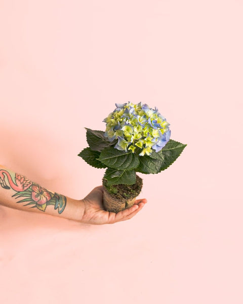 Hortênsia Azul Mini