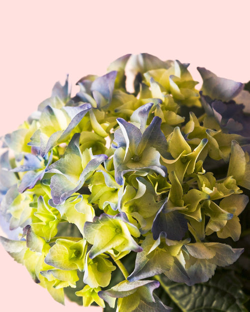 Hortensia Azul Mini - Pur Plant