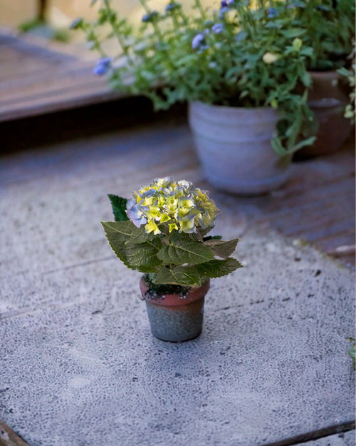 Hortensia Azul Mini - Pur Plant