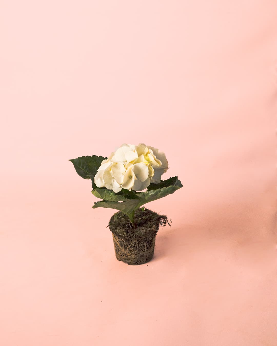 Hortensia Blanca Mini - Pur Plant