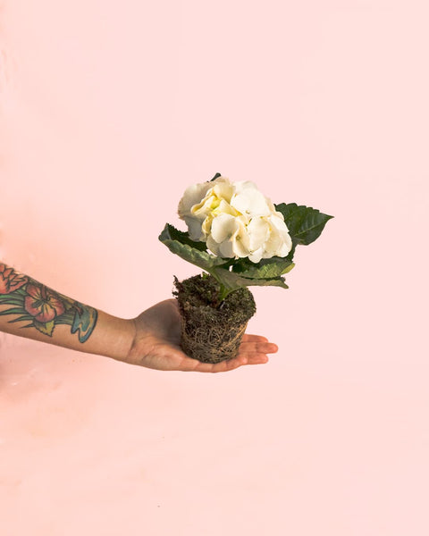 Hortênsia Branca Mini