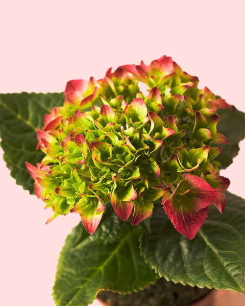 Hortensia Rosa Mini - Pur Plant