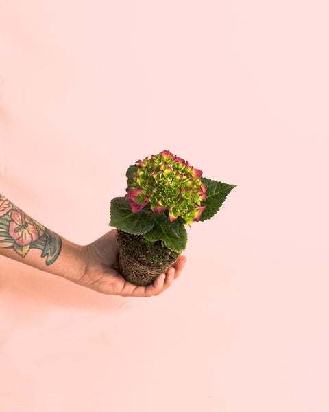 Hortênsia Rosa Mini