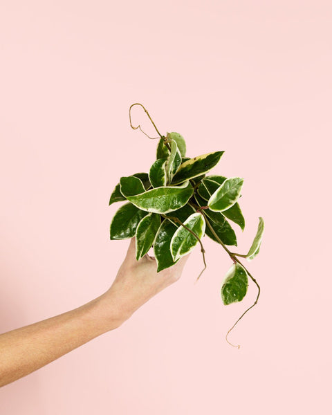Hoya Albomarginata Mini