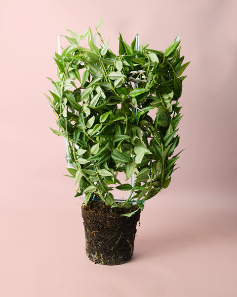 Hoya Bella M