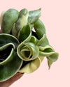 Hoya Carnosa Compacta Variegada Mini - Pur Plant