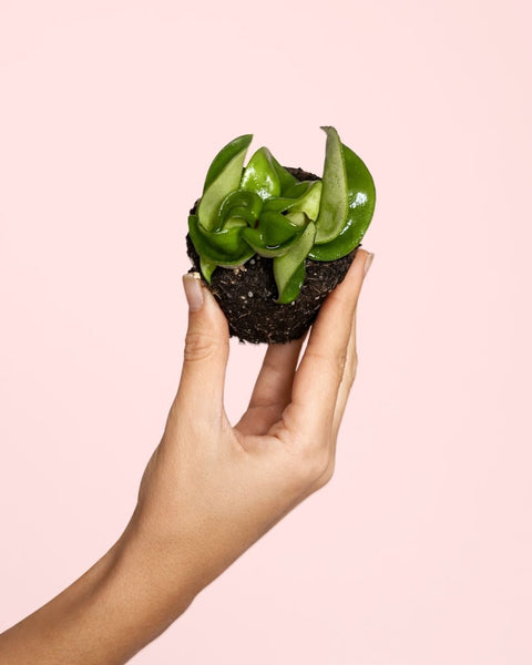 Hoya Carnosa Mini