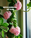 Hoya Carnosa Mini - Pur Plant