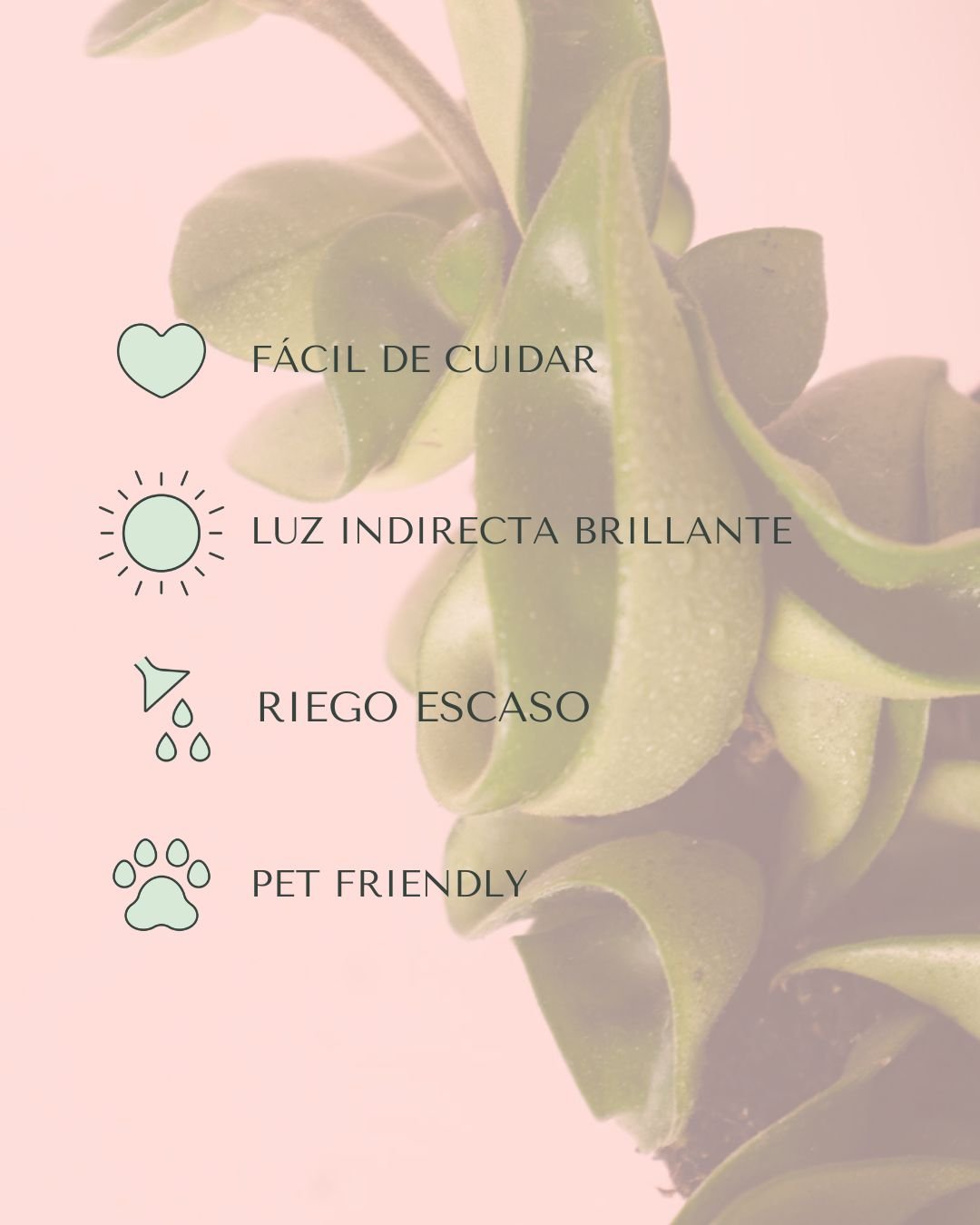 Hoya Carnosa Mini - Pur Plant