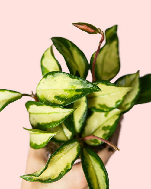 Hoya Carnosa Tricolor Mini - Pur Plant