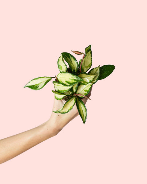 Hoya Carnosa Tricolor Mini