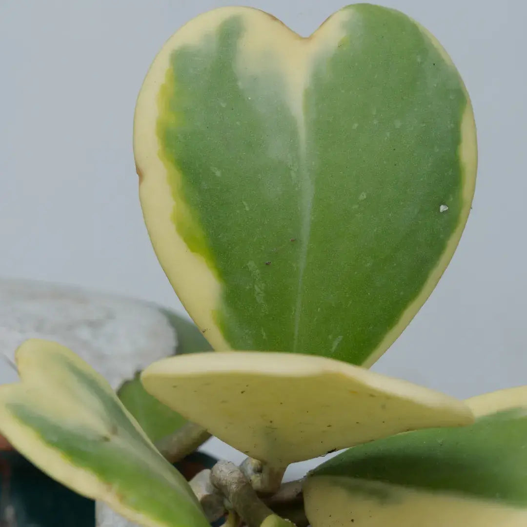 hoya-enfermedades