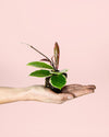 Hoya Flamingo Dream Mini - Pur Plant