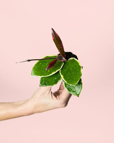 Hoya Flamingo Dream Mini