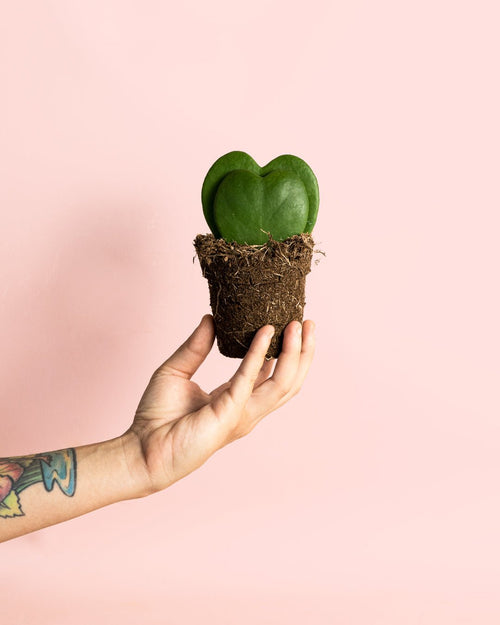 Hoya Kerrii Doble Mini - Pur Plant