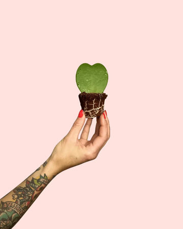 Hoya Kerrii Mini
