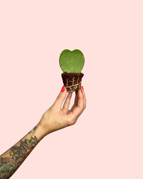 Como Cuidar da Hoya Kerrii Variegada