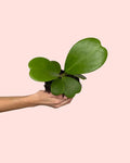Hoya Kerrii Multifolia M
