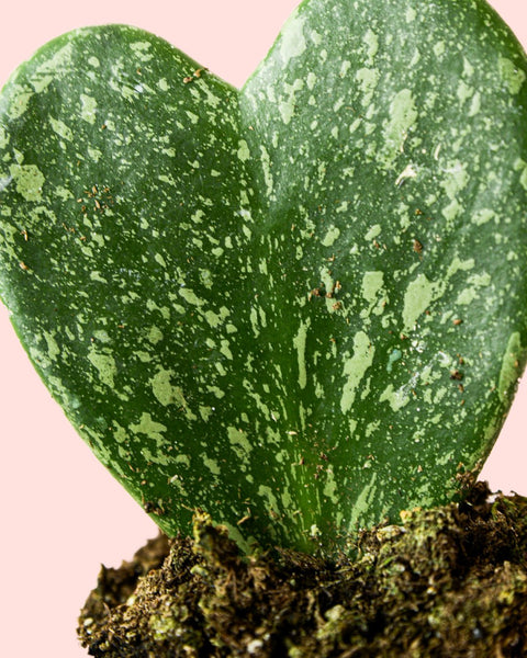 Hoya Kerrii Splash Mini