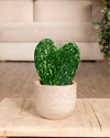 Hoya Kerrii Splash Mini - Pur Plant