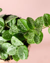 Hoya Mathilde Splash Mini - Pur Plant