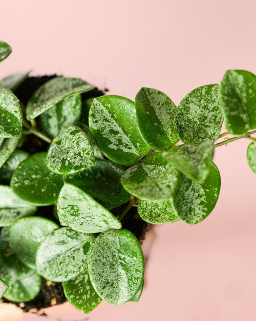 Hoya Mathilde Splash Mini - Pur Plant