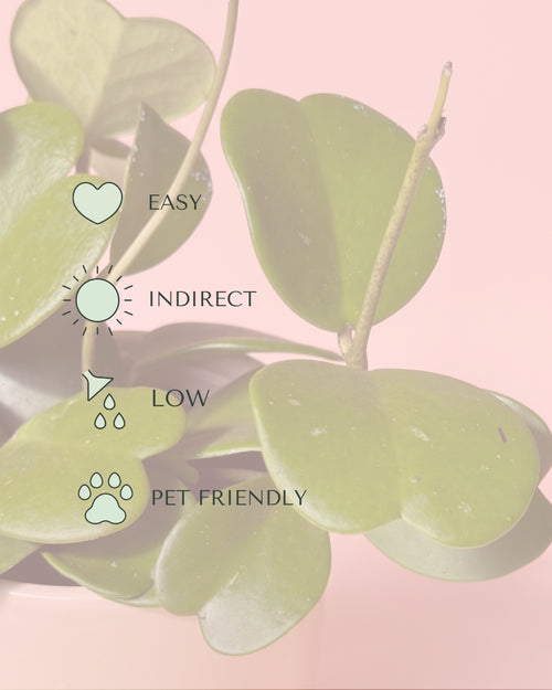 Hoya Kerrii Multifolia M