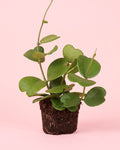 Hoya Kerrii Multifolia M