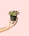 Hypoestes Confetti Mini - Pur Plant