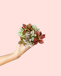 Hipóestes Confetti Mini