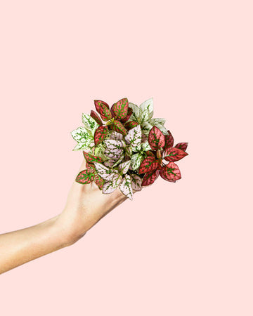 Hipóestes Confetti Mini