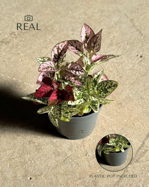hypoestes-confetti-mini-real