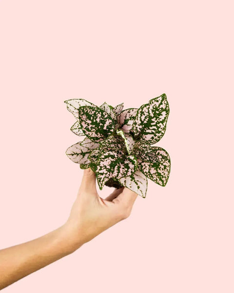 Hipoestes Rosa Mini