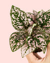 Hypoestes Pink Mini - Pur Plant