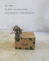 hypoestes-pink-mini-packaging