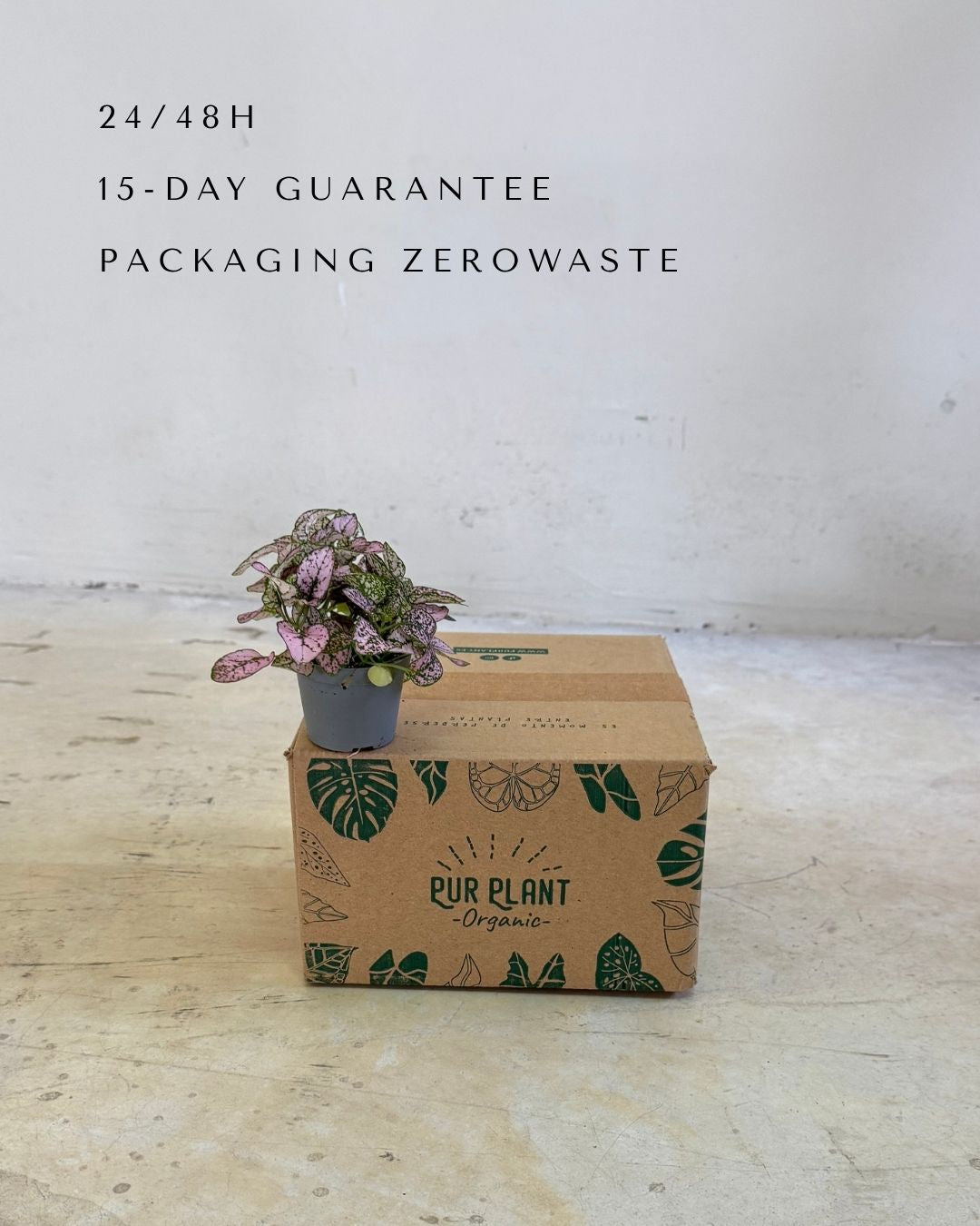 hypoestes-pink-mini-packaging