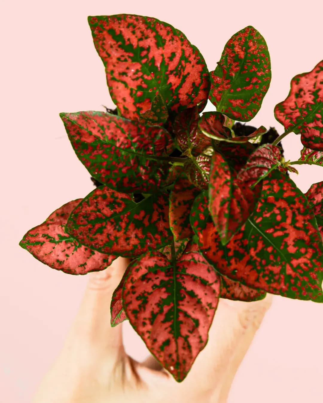 Hypoestes Red Mini - Pur Plant