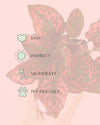 hypoestes-red-mini-care