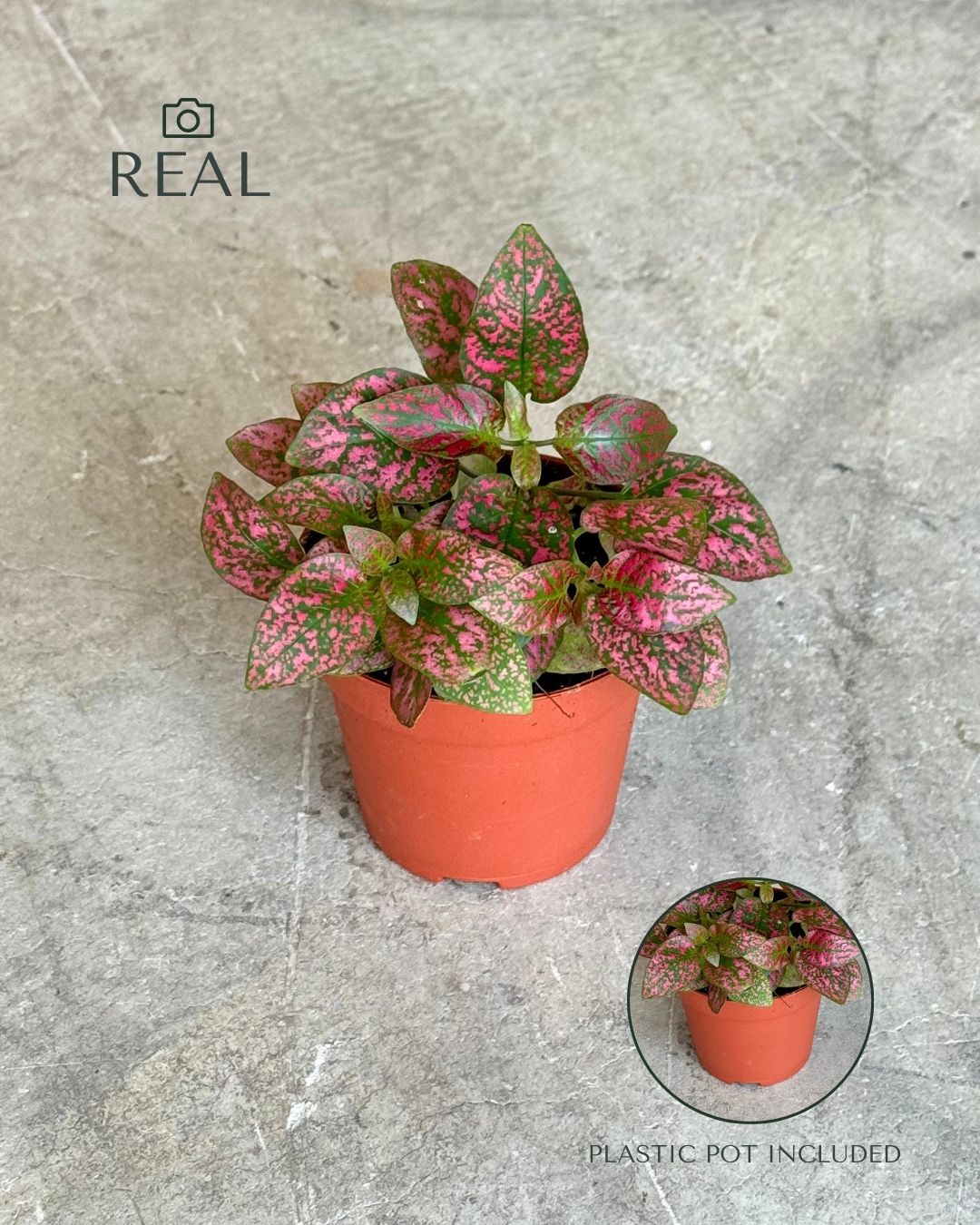 hypoestes-red-mini-real