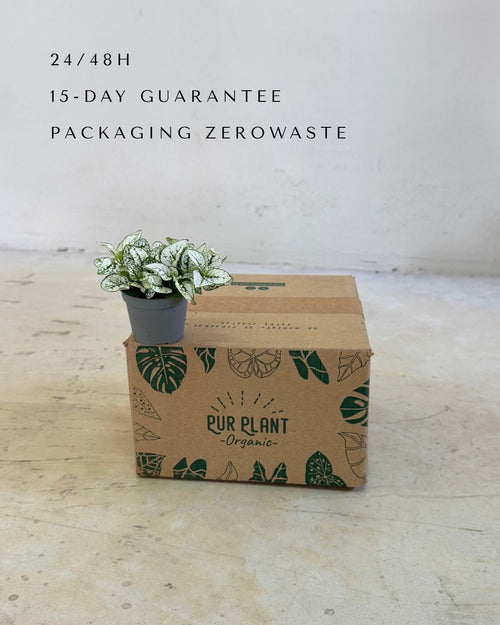 hypoestes-white-mini-packaging