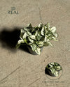 hypoestes-white-mini-real