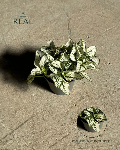 hypoestes-white-mini-real
