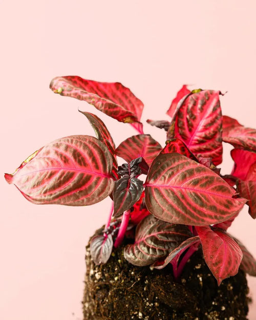 Iresine Bloodleaf M - Pur Plant