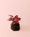Iresine Bloodleaf M