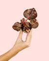 Iresine Bloodleaf Mini - Pur Plant