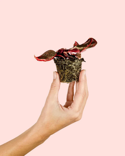Iresine Bloodleaf Mini - Pur Plant
