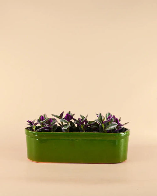 Jardinera Verde - Pur Plant