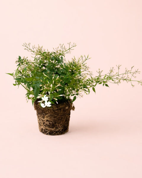 Jasminum Polyanthum – Jasmim-Chinês M